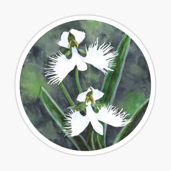 Item preview, White egret orchid flowers (Habenaria Radiata) designed and sold by savousepate.