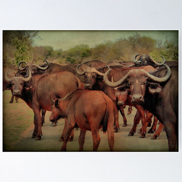 Item preview,  A BUFFALO GATHERING - The Buffalo - Syncerus caffer - BUFFEL designed and sold by Magriet Meintjes.