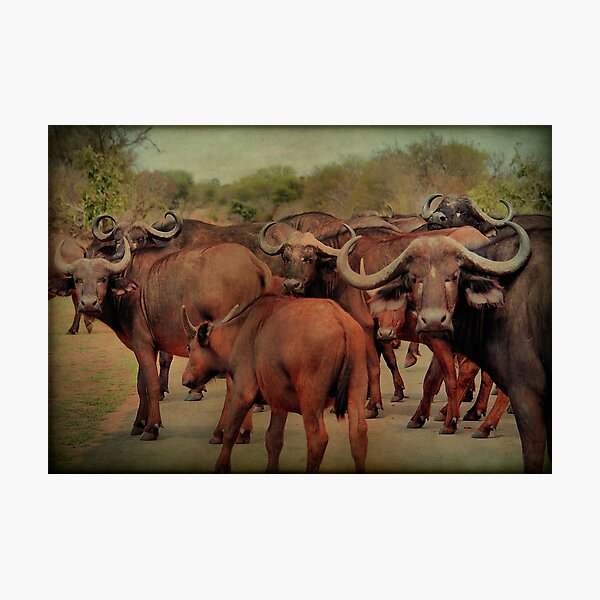 Item preview,  A BUFFALO GATHERING - The Buffalo - Syncerus caffer - BUFFEL designed and sold by Magriet Meintjes.