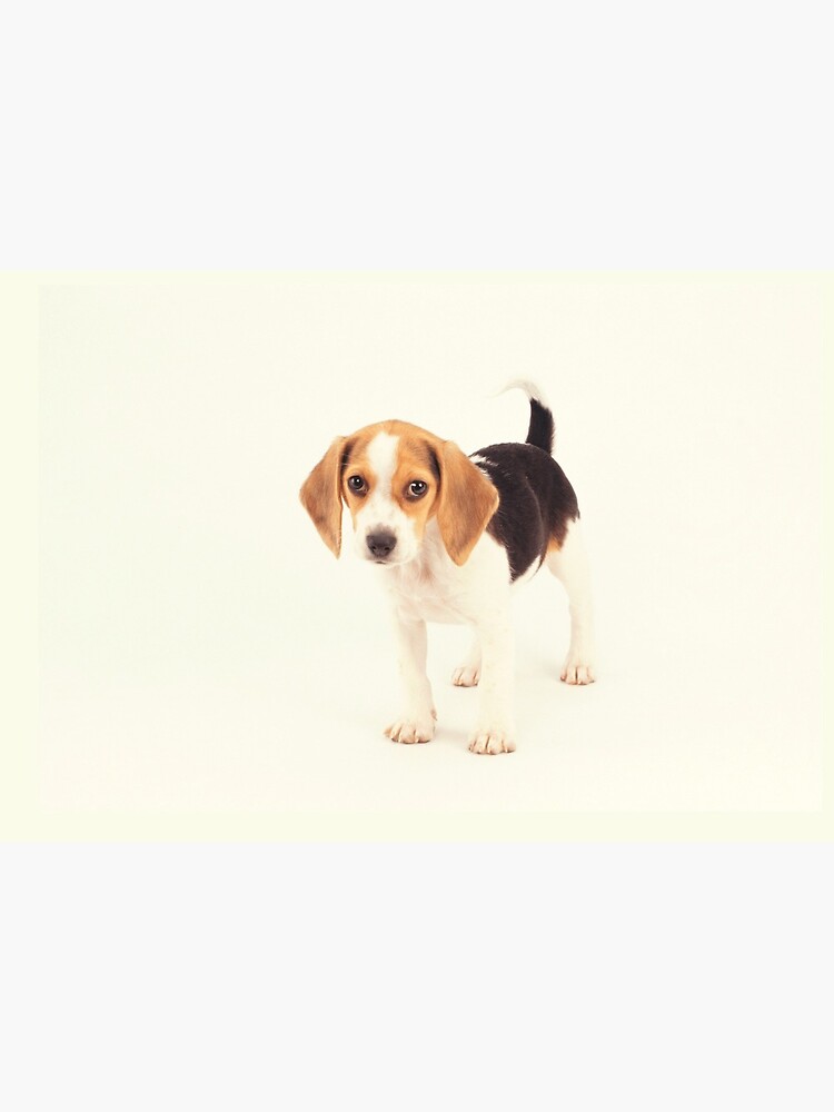Beagle Dog Gift by patriciax19