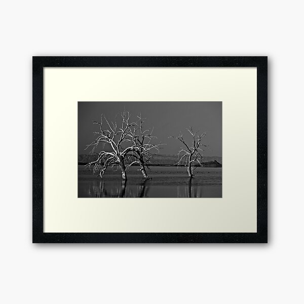 Trees In Salton Sea Framed Art Print