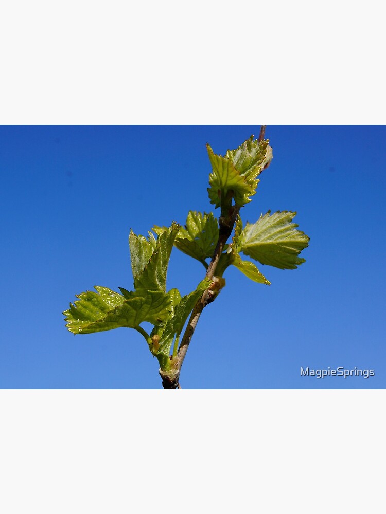 Budburst in the Vineyard - Magpie Springs - Adelaide Hills Wine Region - Fleurieu Peninsula - Winery by MagpieSprings