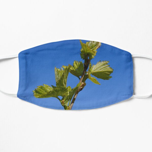 Budburst in the Vineyard - Magpie Springs - Adelaide Hills Wine Region - Fleurieu Peninsula - Winery Mask