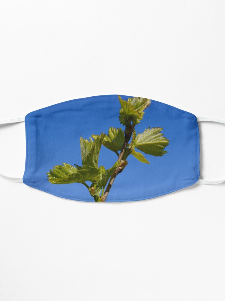 Alternate view of Budburst in the Vineyard - Magpie Springs - Adelaide Hills Wine Region - Fleurieu Peninsula - Winery Mask