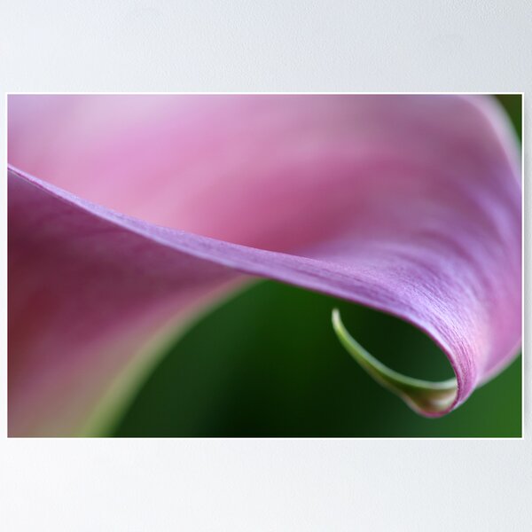 Item preview, Calla in Pink designed and sold by Lynn Gedeon.