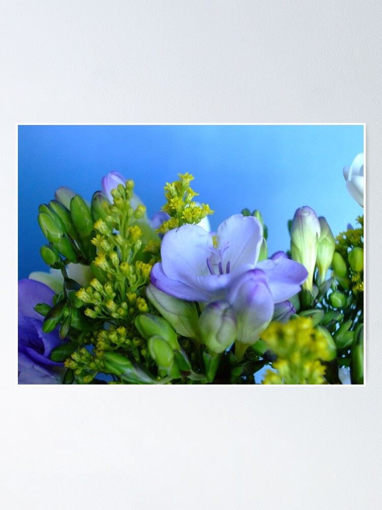 Póster «Ramo de fresia azul» de floraluniverses | Redbubble