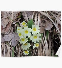 SPRING 1- VETRINA RB EXPLORE MAGGIO 2013 Poster