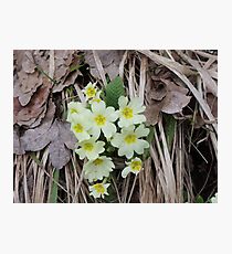 SPRING 1- VETRINA RB EXPLORE MAGGIO 2013 Photographic Print