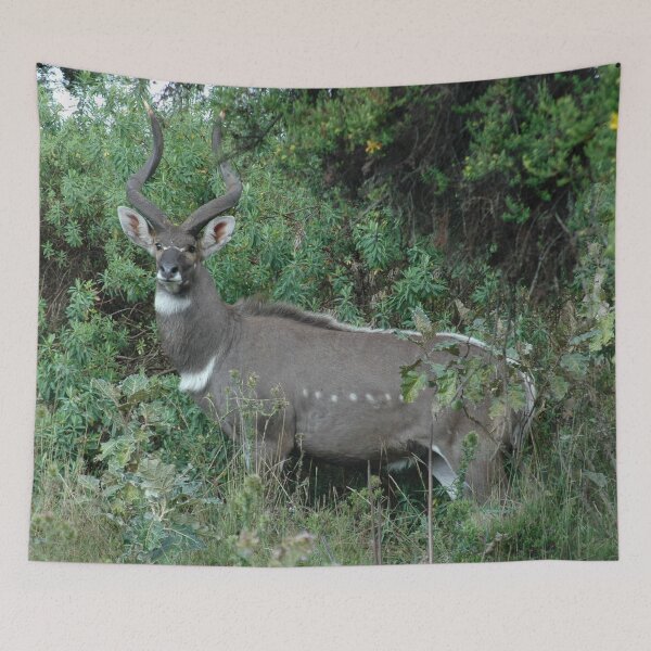 Item preview, Male Mountain Nyala Antelope Bala Mountains Ethiopia designed and sold by worldways.