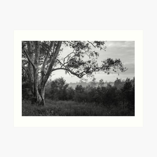 The old gum tree Art Print