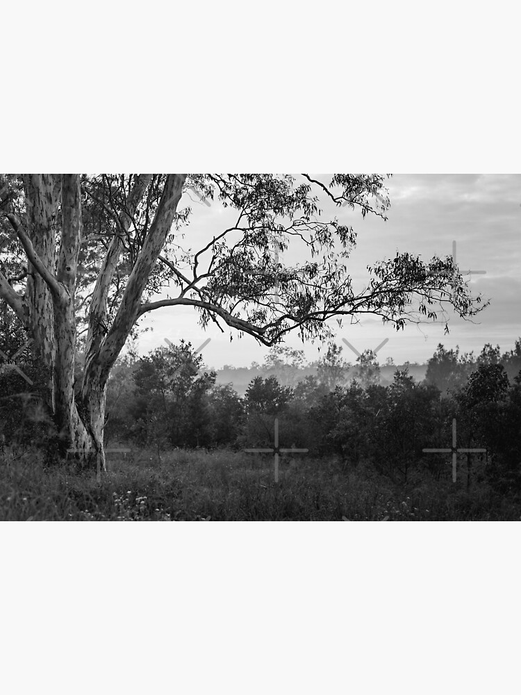 The old gum tree by MelBrackstone