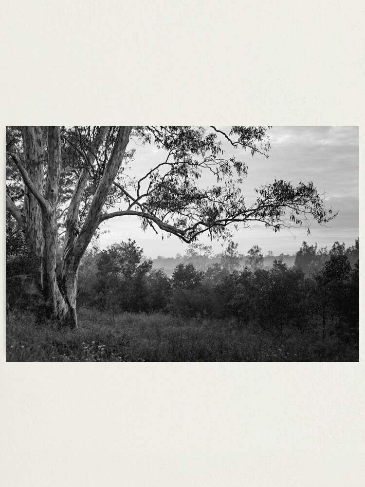 Alternate view of The old gum tree Photographic Print