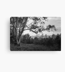 The old gum tree Canvas Print