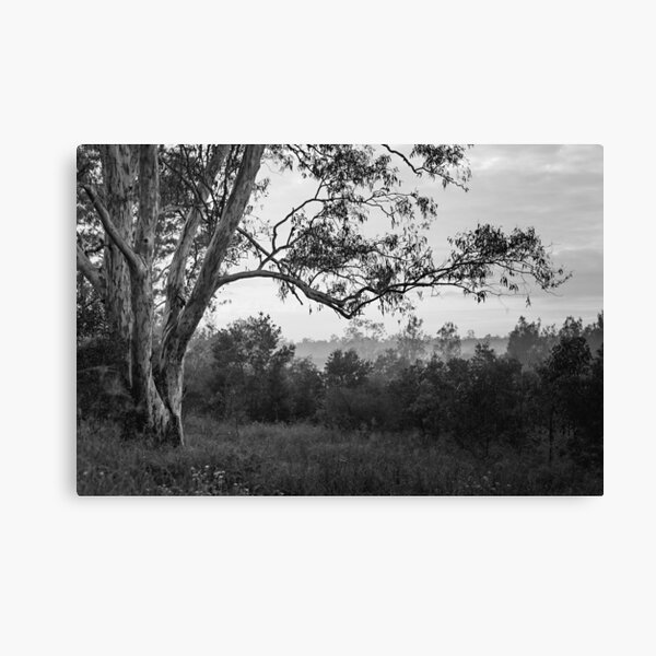 The old gum tree Canvas Print
