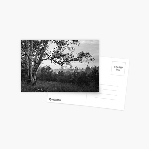 The old gum tree Postcard