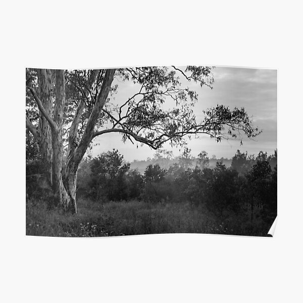The old gum tree Poster