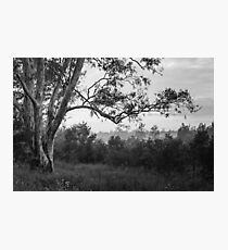 The old gum tree Photographic Print