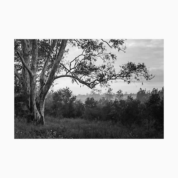 The old gum tree Photographic Print