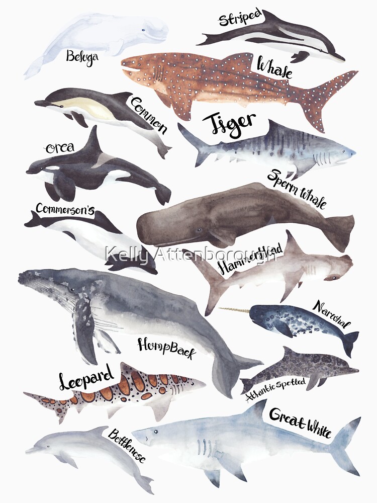 Types of whales, sharks and dolphins watercolour