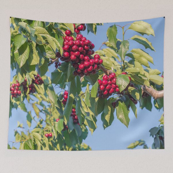 Item preview, Branches of Ripe Okanagan Cherries Blue Sky designed and sold by Amy Mitchell.