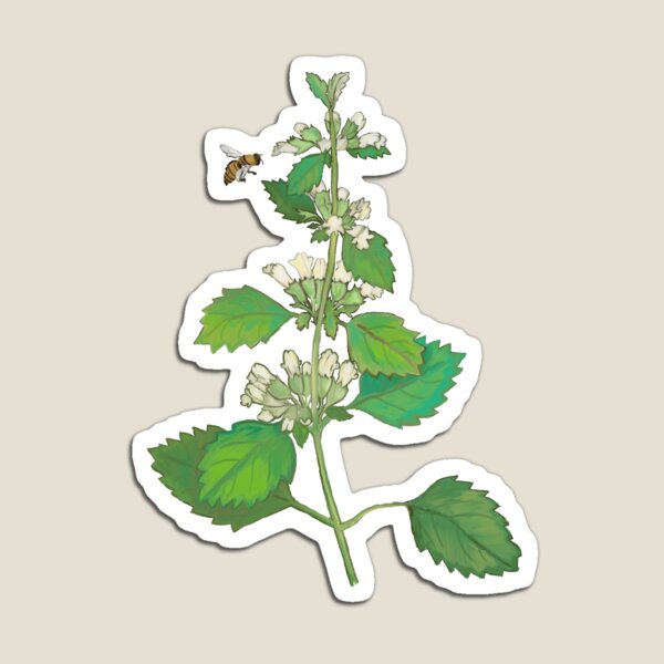 Lemon Balm Magnet