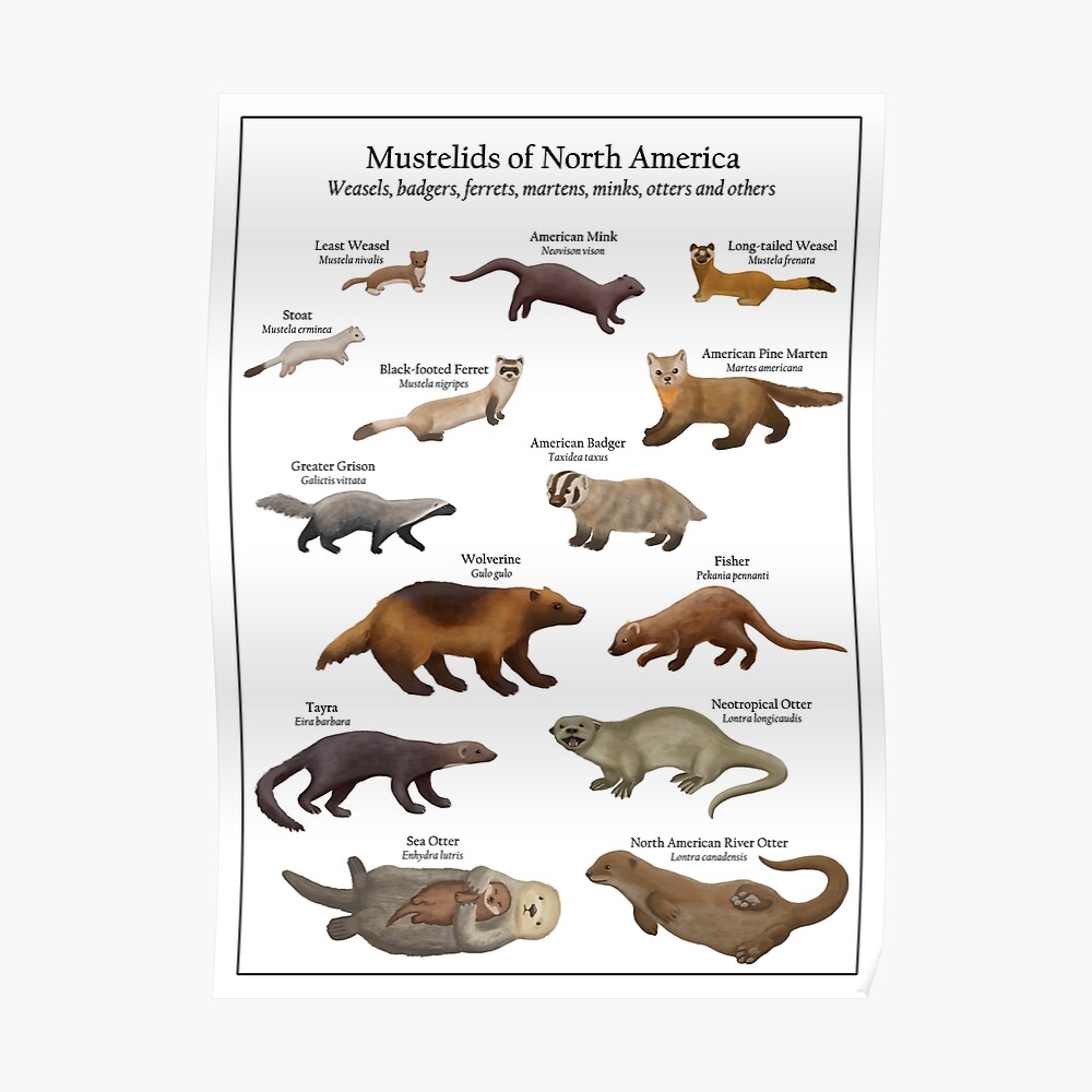 fisher-cat-size-comparison-ubicaciondepersonas-cdmx-gob-mx