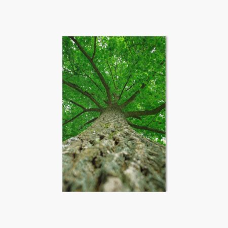 Item preview, Liriodendron treetop designed and sold by Treemonk.