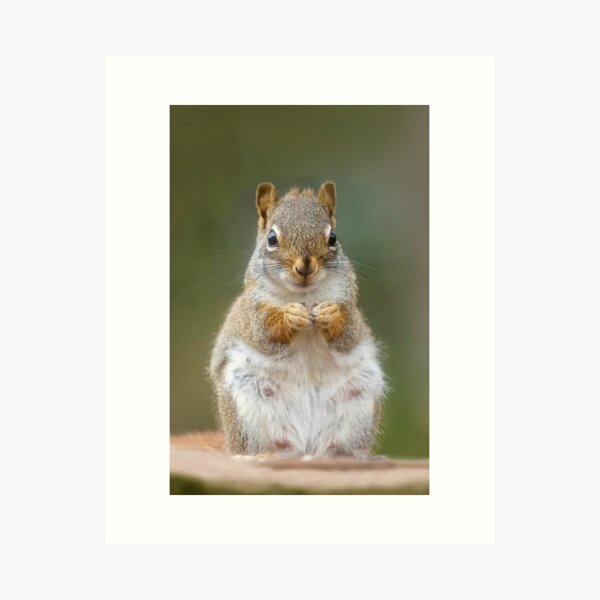 Item preview, Portrait of Red Squirrel designed and sold by TheCurators.