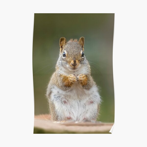 Portrait of Red Squirrel Poster