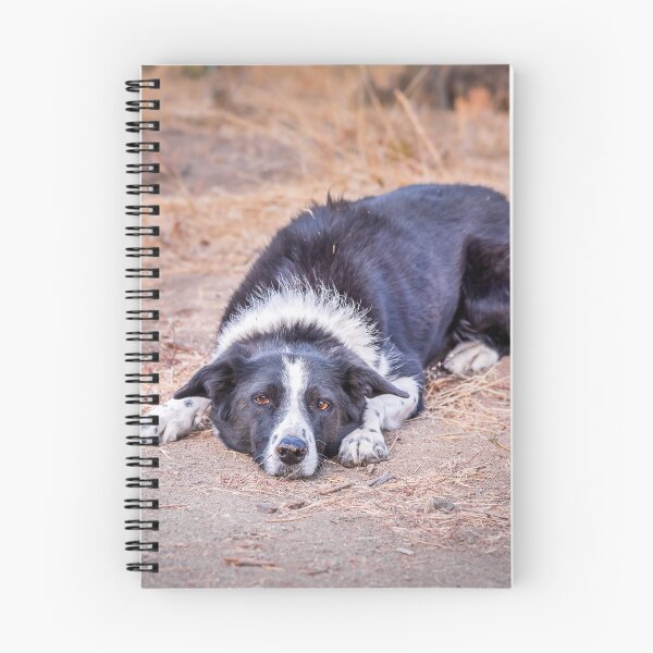 Item preview, Cute Border Collie Lying on Ground designed and sold by Amy Mitchell.