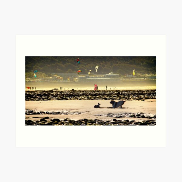 Playtime at the beach Spinone Art Print