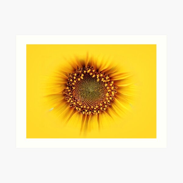 sunflower Art Print