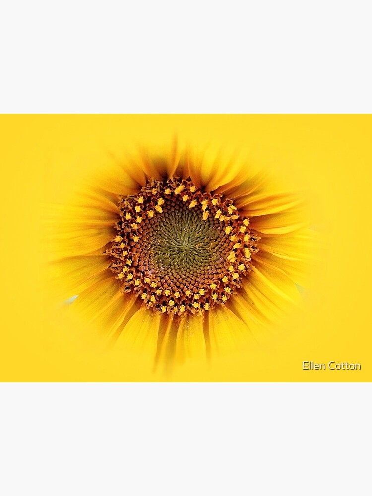sunflower by ellcot