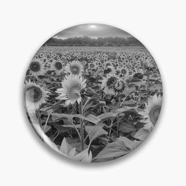 Artikelvorschau, Girassois a preto e branco - Sonnenblumen in Schwarz und Weiß entworfen und verkauft von Mario  Loureiro.