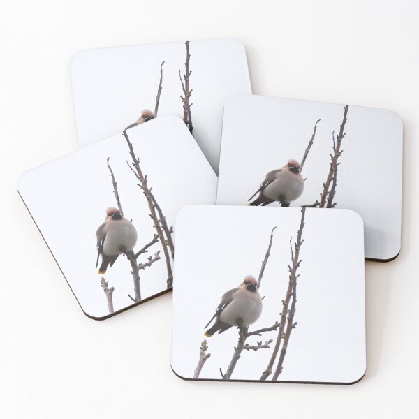 Item preview, Resting waxwing designed and sold by miradorpictures.