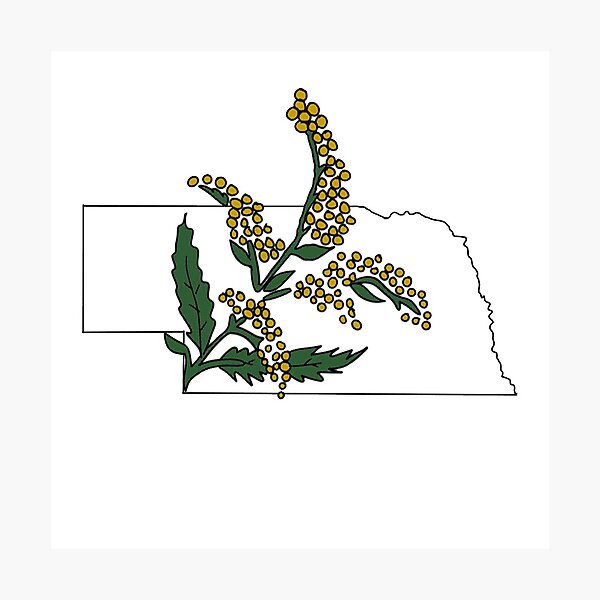 Item preview, Nebraska State Flower designed and sold by claireepete.