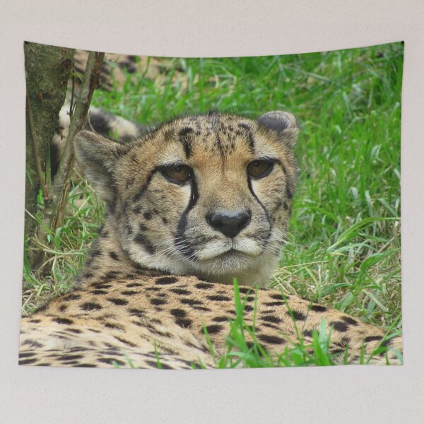 Item preview, Staring Cheetah designed and sold by WildandDivine.