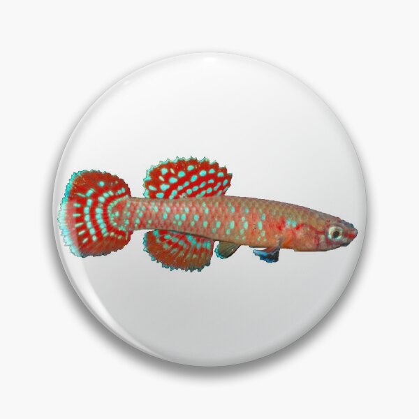 Item preview, Aphyosemion (Diapteron) abacinum - ABA Killifish designed and sold by killies.