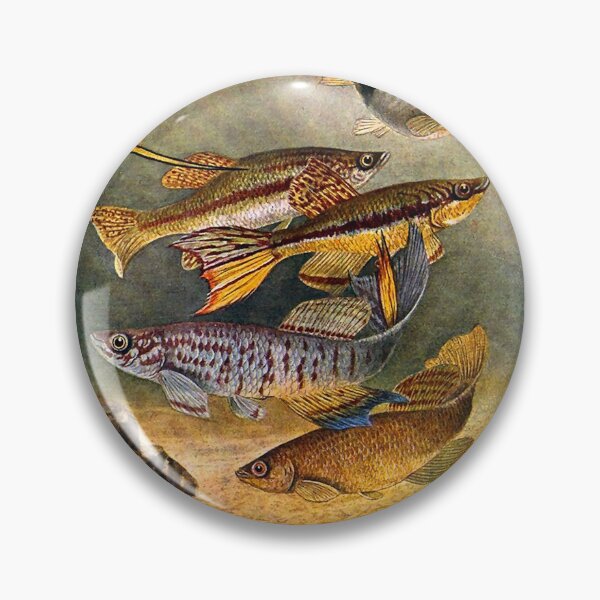 Item preview, Bade 1915 Killifish Drawing designed and sold by killies.