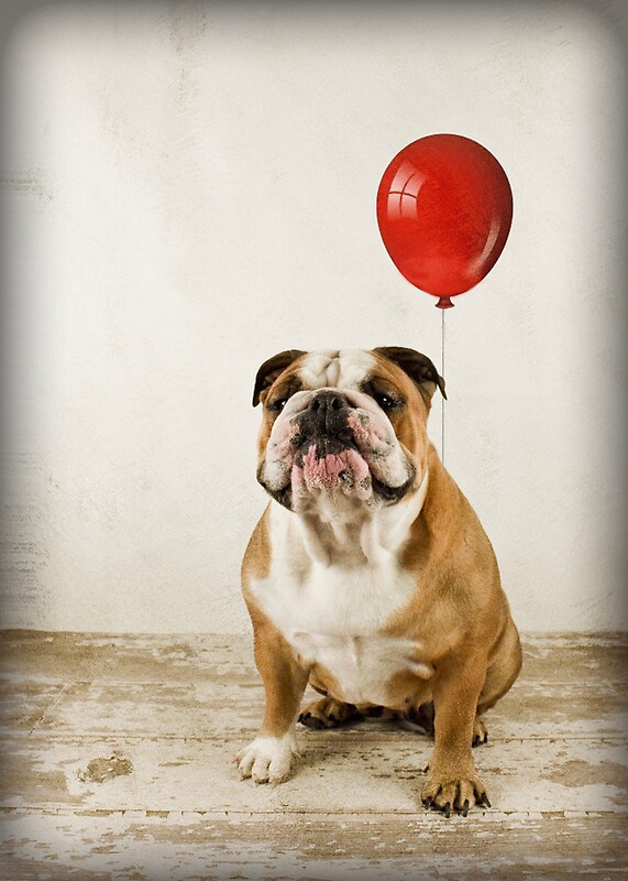 "Bulldog Birthday wish" by Mibellamore Redbubble "Bulldog Birthday wish" by Mibellamore Redbubble