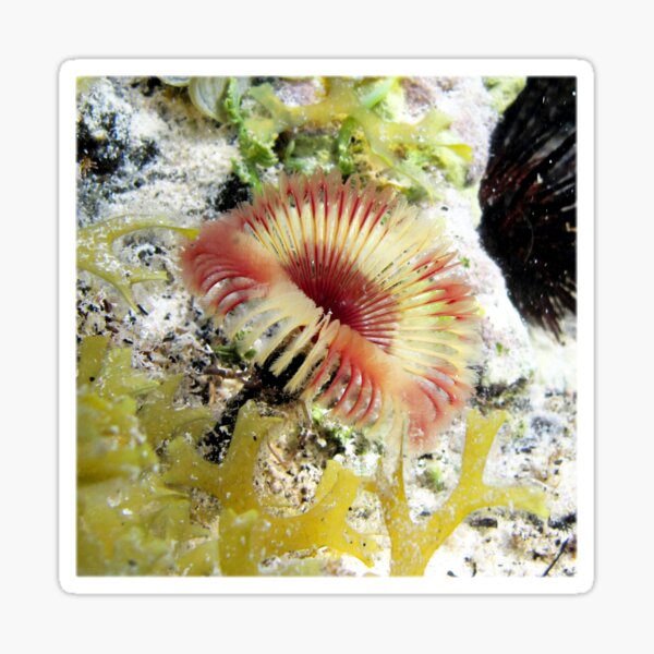 Caribbean Feather Duster – Exotic Sealife