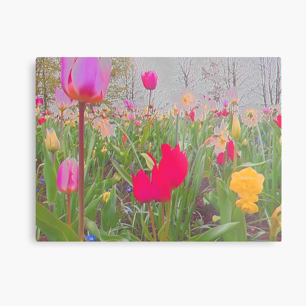 Field of Tulips Metal Print