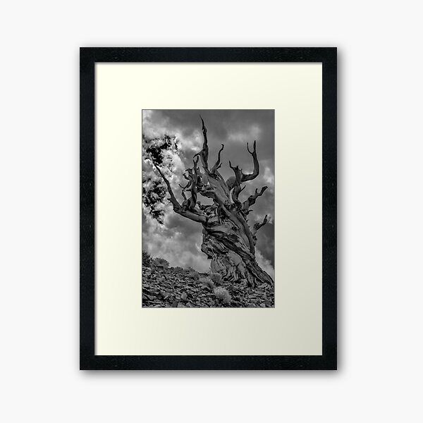 Twisted Framed Art Print