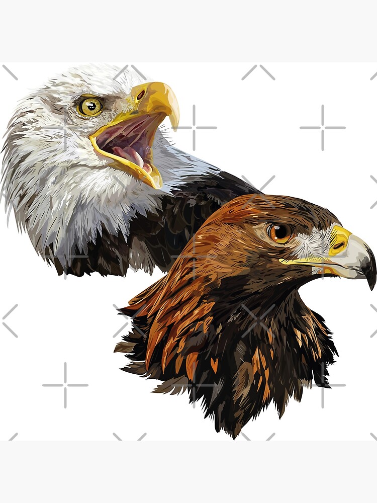 American Pigargo and Golden Eagle