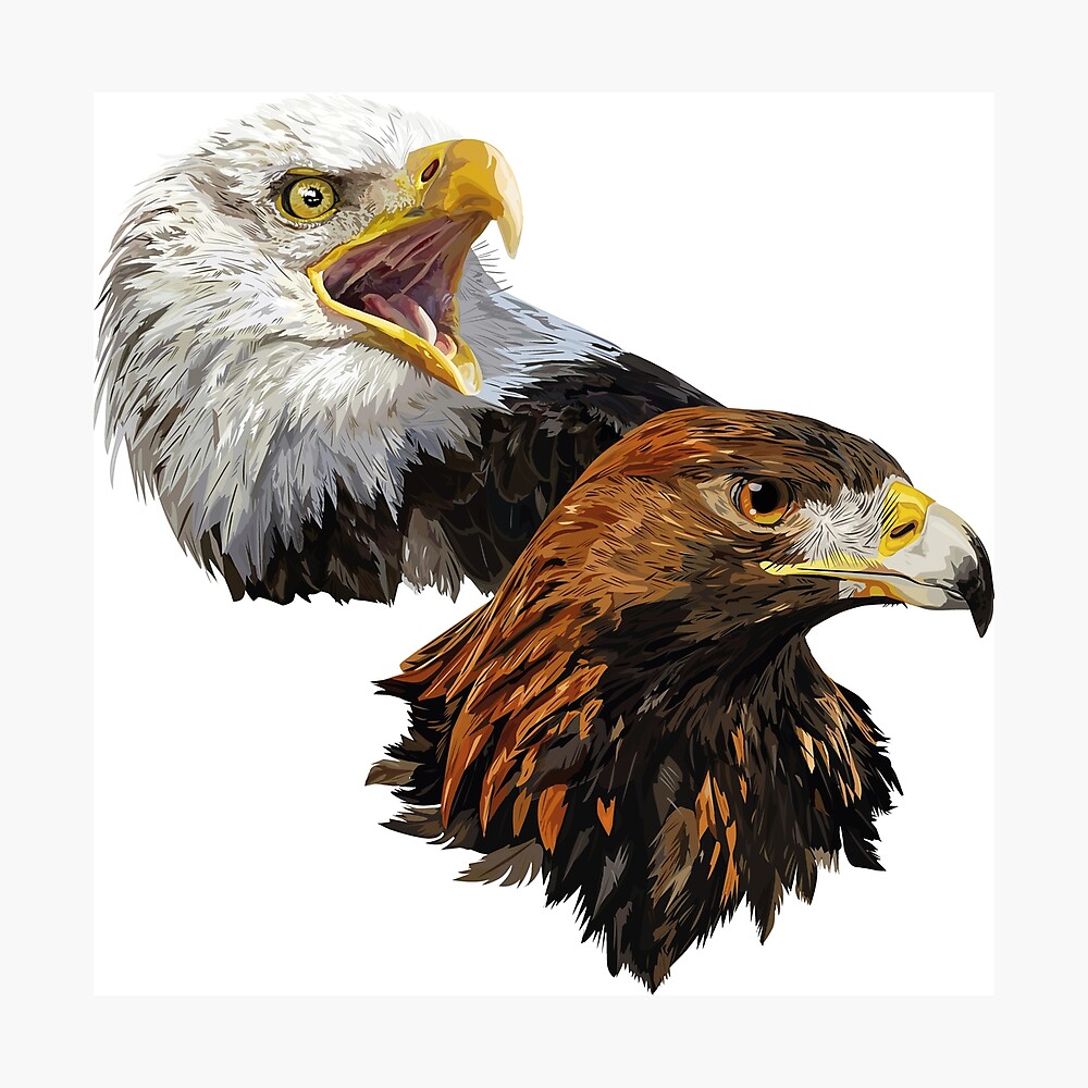 Póster «Pigargo Americano y Águila Real» de obscurite | Redbubble