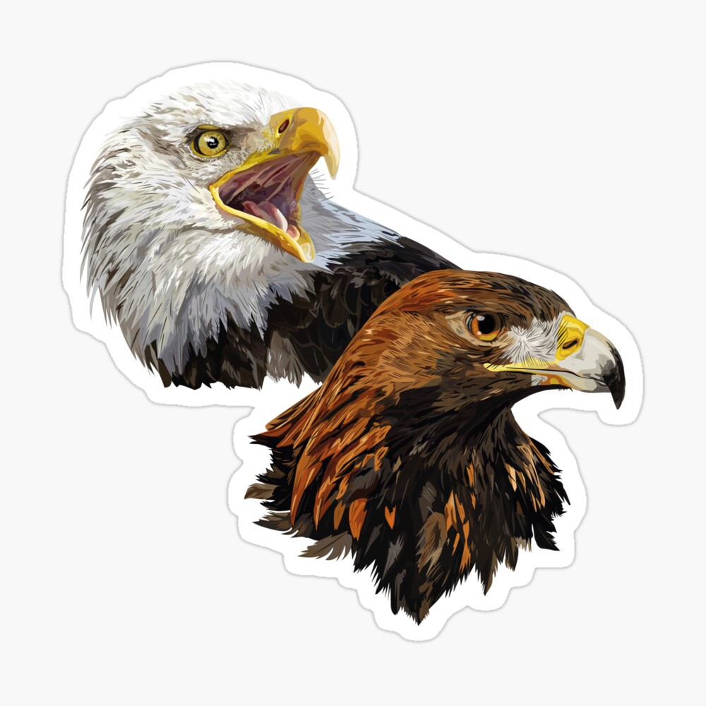 Póster «Pigargo Americano y Águila Real» de obscurite | Redbubble