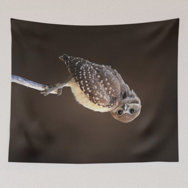 Item preview, Tilted Head Owlet designed and sold by mlorenz.