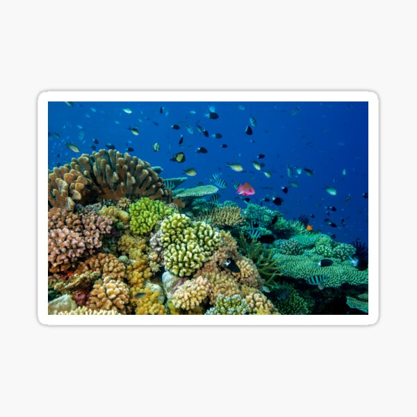 Reef life Sticker