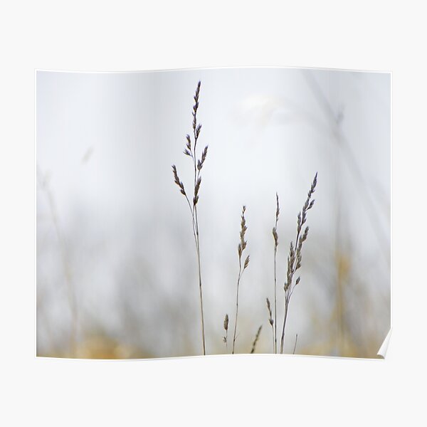 Standing tall in the meadow Poster