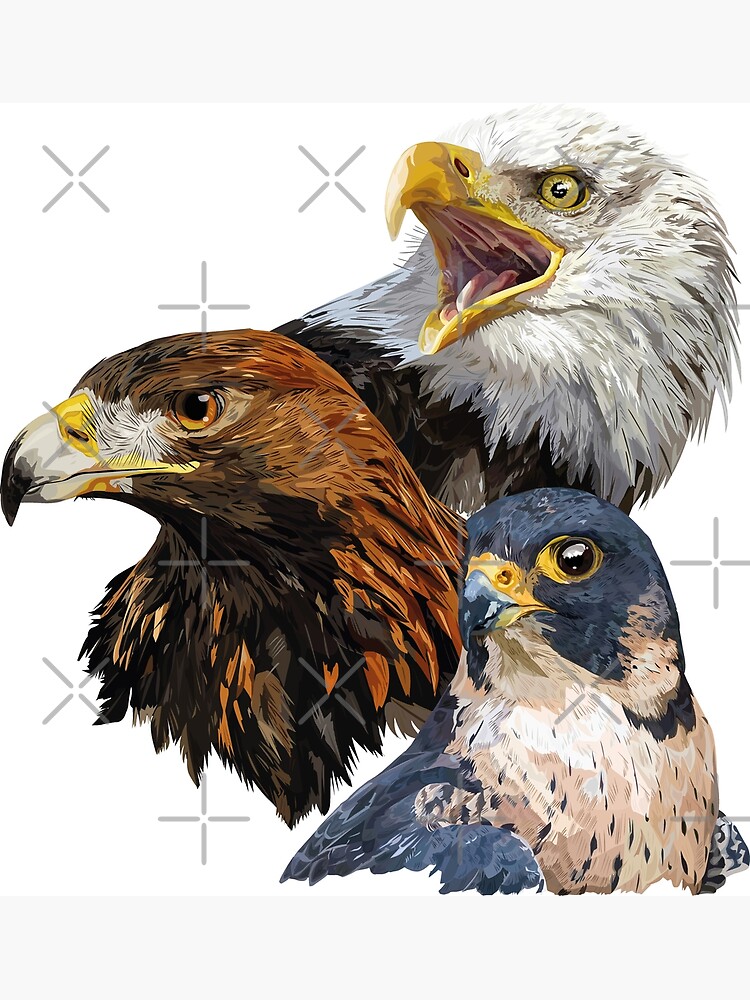 Tarjetas de felicitación «Pigargo Americano, Águila Real y Halcón Peregrino»  de obscurite | Redbubble